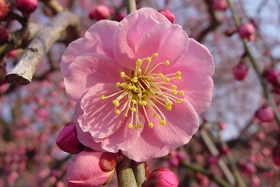 060308_shidareume_01.jpg