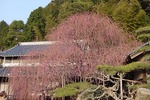 淡路島八木のしだれ梅